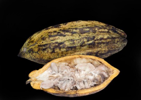 A whole and a halved cocoa fruit