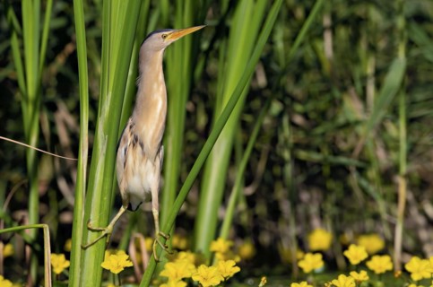 Little Bittern