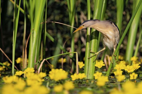 Little Bittern