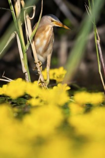 Little Bittern