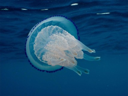 Barrel jellyfish
