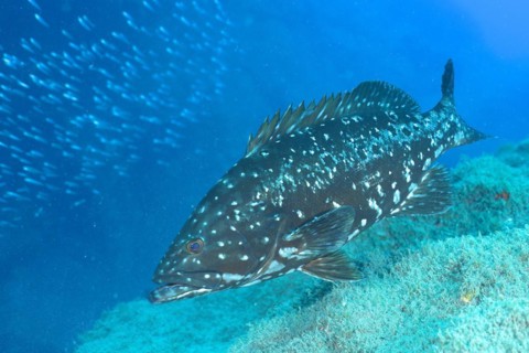Dusky grouper