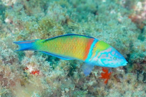 Ornate wrasse