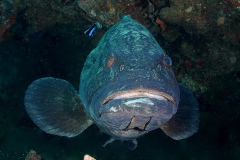 Portrait of potato grouper