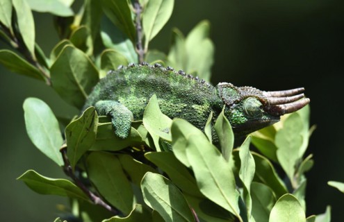 Jacksons horned chameleon
