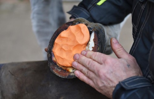 Farrier makes a new horseshoe for horse