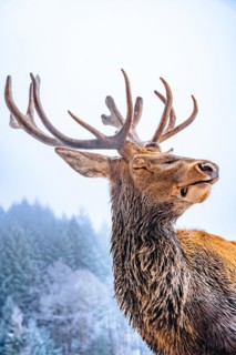 Deer in winter with snow