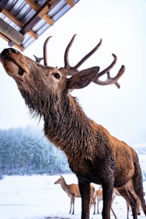 Deer in winter with snow