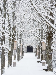 Fresh snow