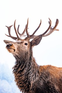 Deer in winter with snow