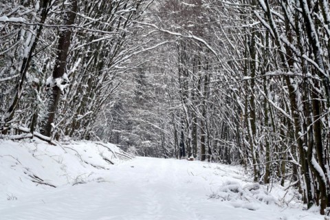 Hiking trail through the forest in winter with snow in the Hunsrueck-Hochwald National Park