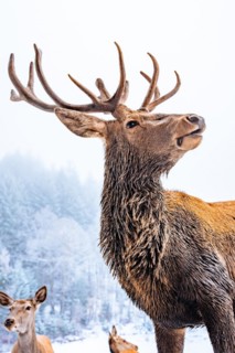 Deer in winter with snow