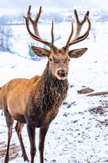 Deer in winter with snow
