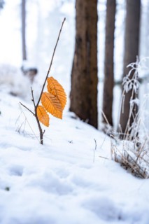 Yellow leaf in the snow