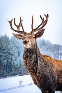 Deer in winter with snow