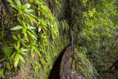 Hikers on a narrow path along a levada