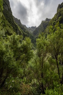 View of steep forested cloud-covered mountains