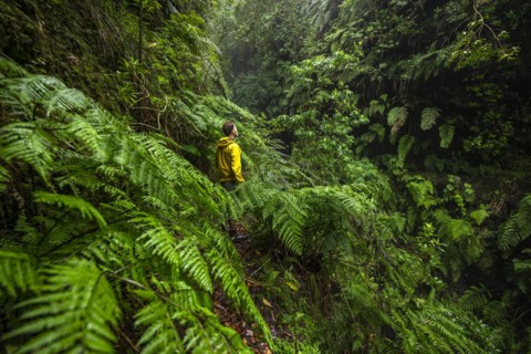 Hikers on a narrow footpath among ferns