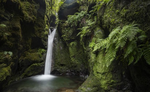 Waterfall in a narrow gorge overgrown with moss and ferns