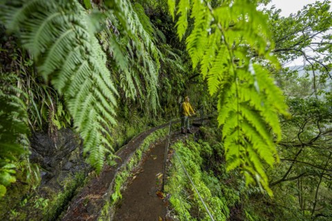 Hikers on a narrow footpath along a levada