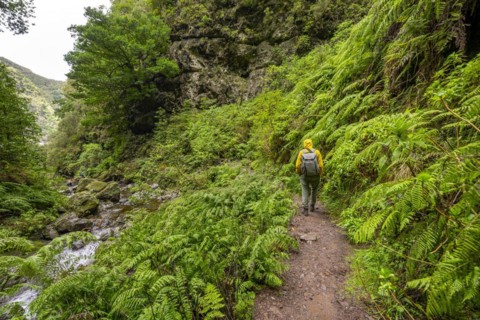 Hikers on the trail among ferns