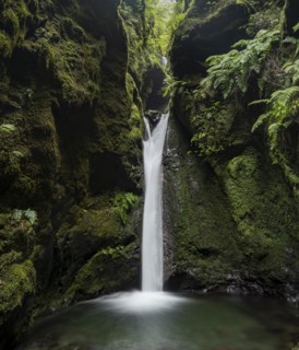 Waterfall in a narrow gorge overgrown with moss and ferns