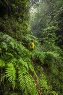Hikers on a narrow footpath among ferns