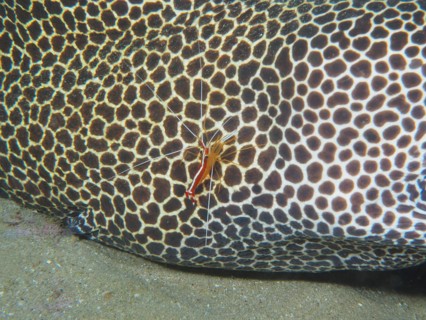 Pacific cleaner shrimp