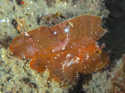 Brown leaf scorpionfish