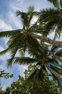 Palm trees