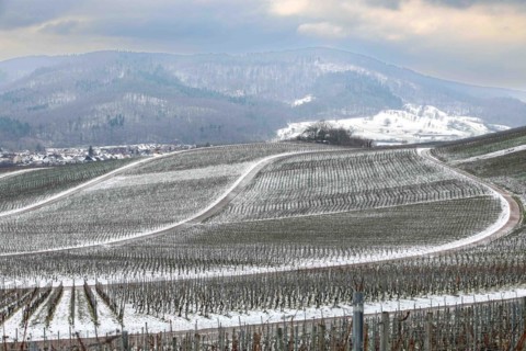 grapevines in winter on the Kirchberg in Sachsenheim-Hohenhaslach