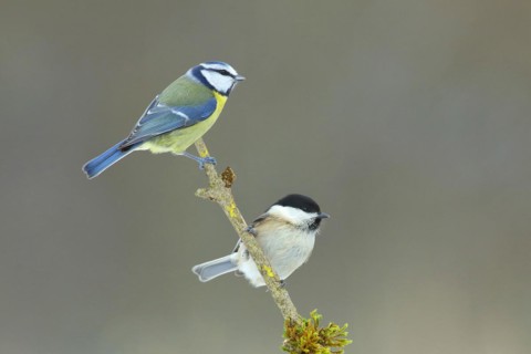 Blue Tit