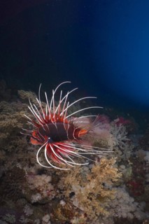 Radial firefish