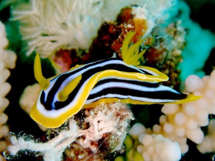 Africa star snail