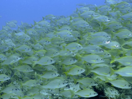 Large shoal
