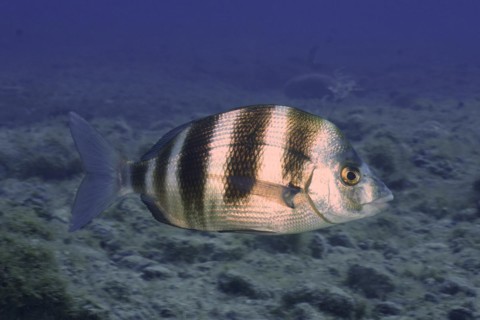 Banded seabream