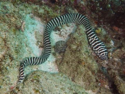 Zebra moray
