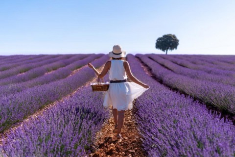 A caucasian woman in a summer lavender field picking flowers