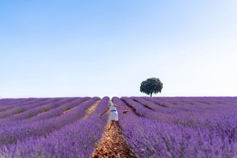 Caucasian woman in a summer lavender field picking flowers