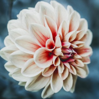 Concept of postcard with Dahlia single flower
