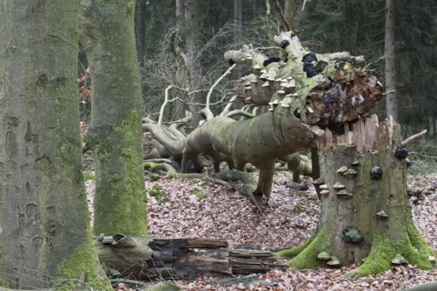 Dead beech