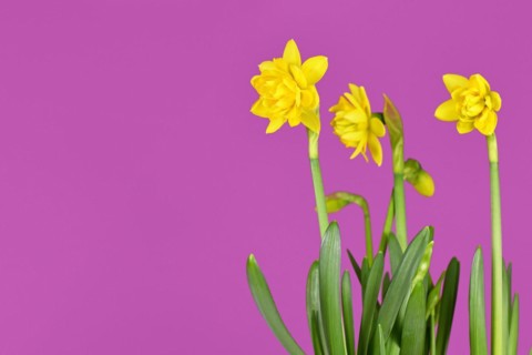 Blooming Clamineus spring flowers