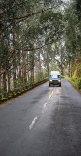 VW bus on a road in the forest