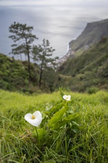 White Zantedeschia