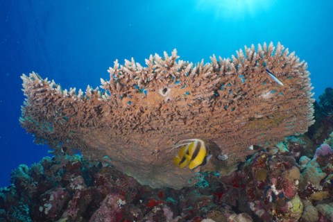 Pharaoh antler coral