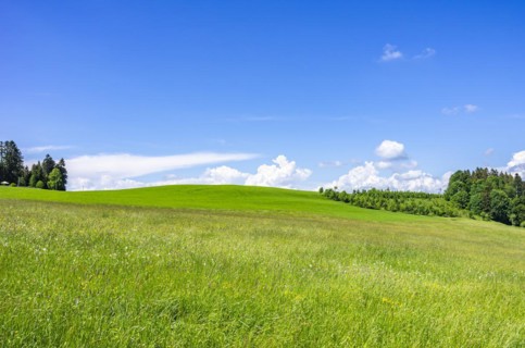 Hay meadow nestled in a rural setting in the western Allgaeu around the municipality of Scheidegg near Lindau