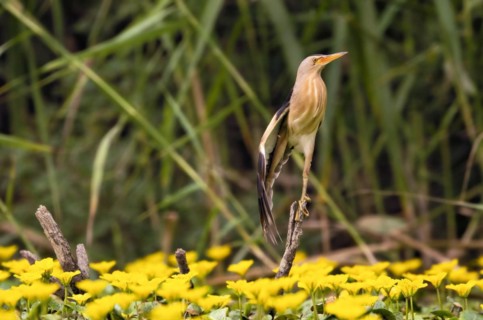 Little Bittern