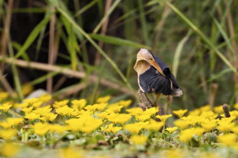 Little Bittern
