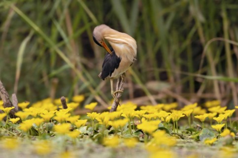 Little Bittern