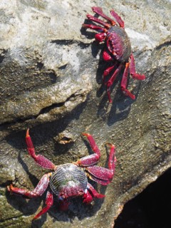 Two specimens of red rock crab